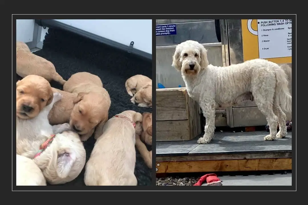 Goldendoodles Then and Now (With Pictures)