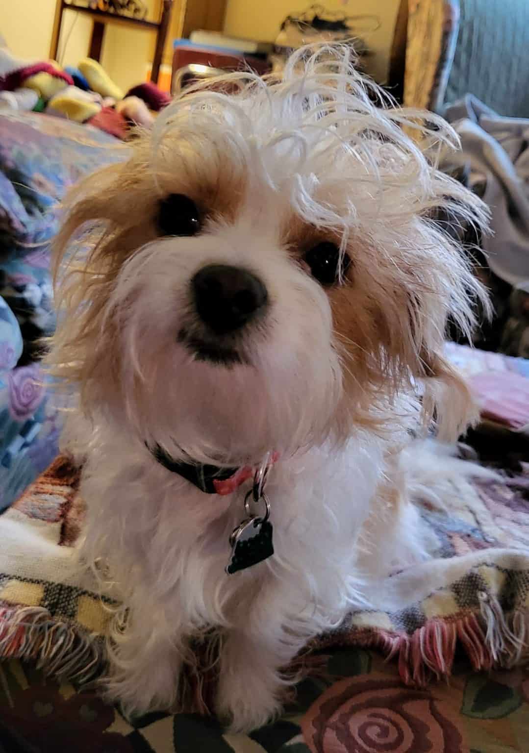 Yorkie Poo Colors A Comprehensive Guide