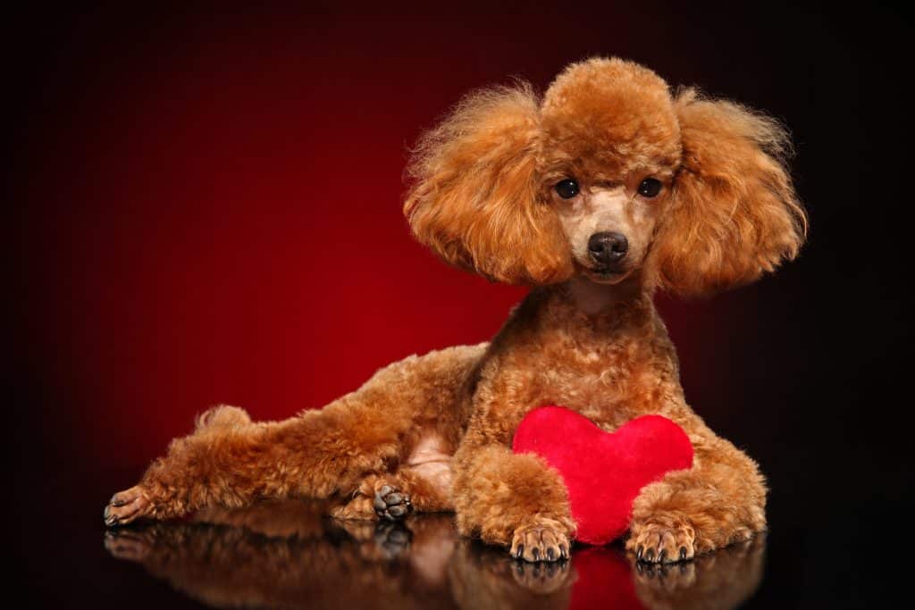 Are Poodles Good for FirstTime Dog Owners?