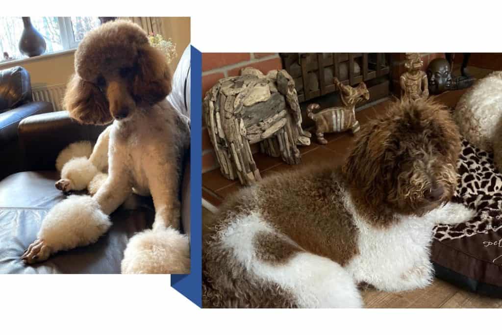 How Fast Does Poodle Hair Grow? This Fast