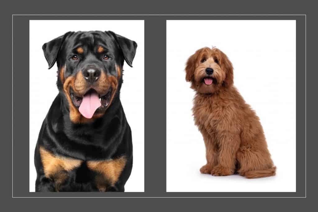 The Labradoodle Rottweiler Mix Explored