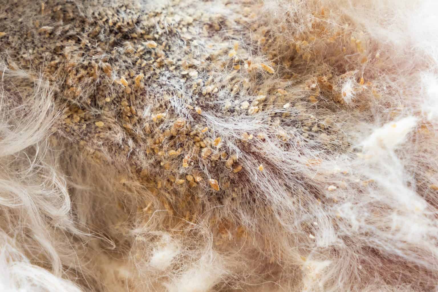 Why Does my Cockapoo Scratch So Much? Is It Normal?