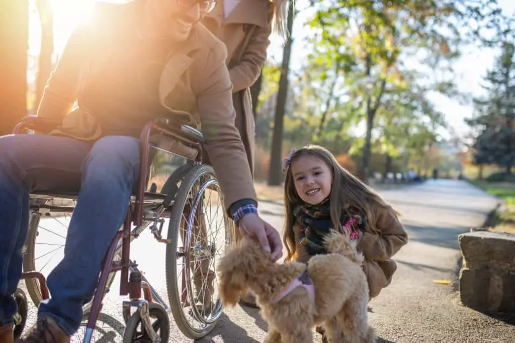 Can a Toy Poodle be a Service Dog? You Bet!
