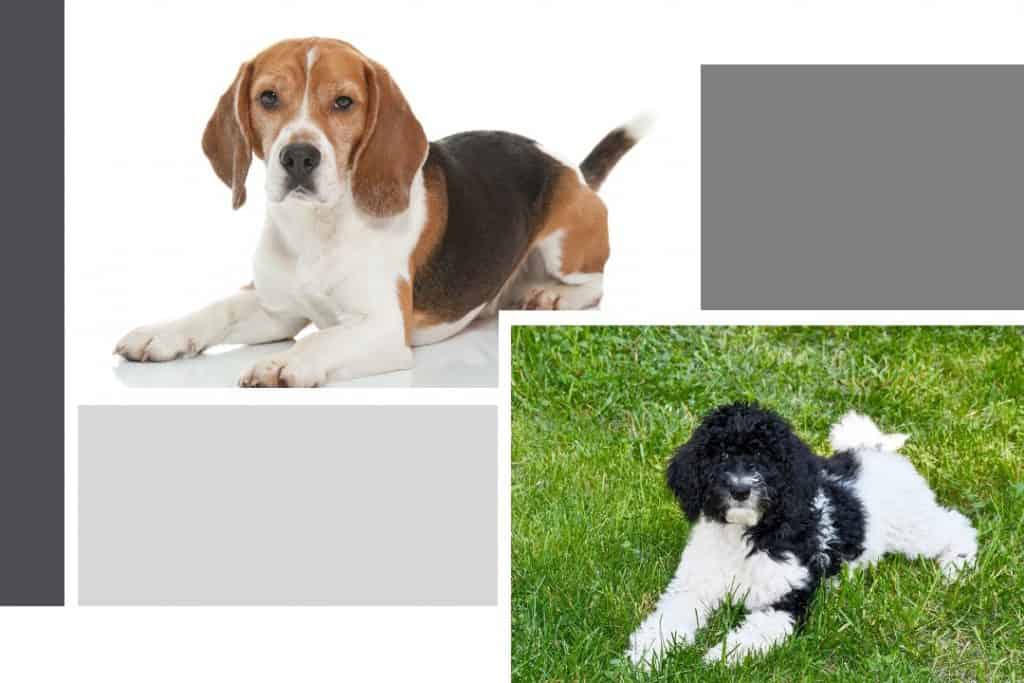 Goldendoodle Beagle Mix What's It Like?