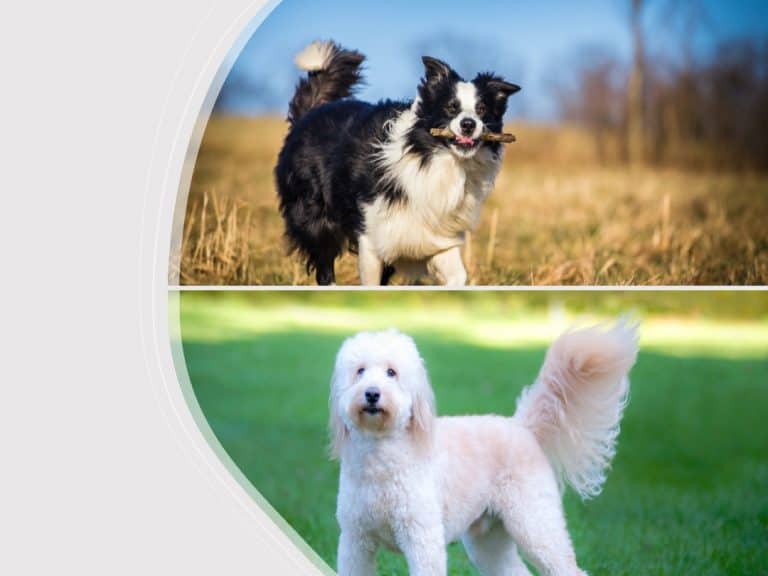 Goldendoodle Border Collie Mix What You Need to Know