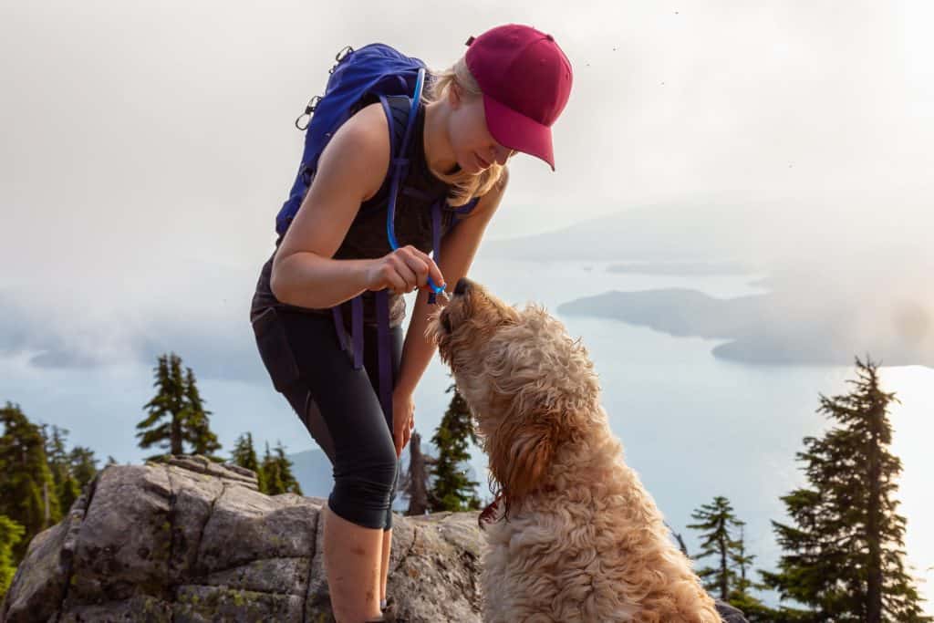 Best Poodle Mix for Running and Hiking Our Top Picks